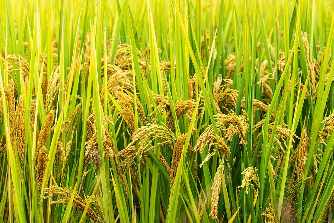 農業農村部1020號公告發布，農藥出口登記如何“一次搞定”？